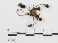 登錄號:F0003487藏品圖，第3張