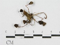 登錄號:F0003487藏品圖，第4張