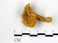 登錄號:F0003491藏品圖，第1張