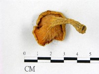 登錄號:F0003491藏品圖，第3張