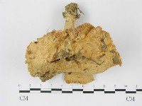 登錄號:F0003494藏品圖，第1張