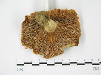 登錄號:F0003494藏品圖，第3張