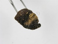 登錄號:F0003496藏品圖，第4張