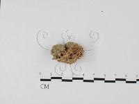 登錄號:F0003498藏品圖，第1張