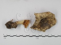 登錄號:F0003501藏品圖，第1張