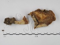 登錄號:F0003501藏品圖，第3張
