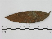 登錄號:F0003502藏品圖，第1張