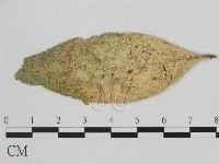 登錄號:F0003503藏品圖，第1張