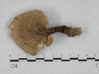 登錄號:F0003505藏品圖，第1張