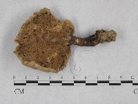 登錄號:F0003505藏品圖，第3張