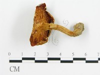 登錄號:F0003507藏品圖，第1張