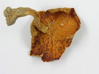 登錄號:F0003507藏品圖，第4張