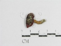 登錄號:F0003509藏品圖，第1張