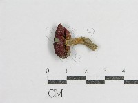 登錄號:F0003509藏品圖，第3張