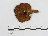 登錄號:F0003510藏品圖，第3張