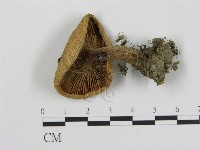 登錄號:F0003511藏品圖，第1張