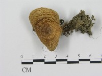 登錄號:F0003511藏品圖，第3張