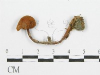 登錄號:F0003512藏品圖，第1張