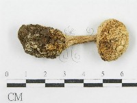 登錄號:F0003515藏品圖，第1張