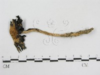 登錄號:F0003516藏品圖，第3張