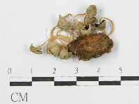 登錄號:F0003517藏品圖，第3張