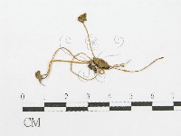 登錄號:F0003522藏品圖，第1張