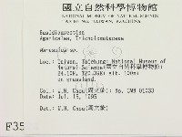 小皮傘屬藏品圖，第2張