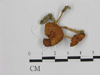 小皮傘屬藏品圖，第1張