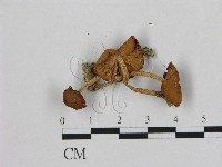 小皮傘屬藏品圖，第3張