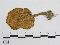 登錄號:F0003525藏品圖，第3張