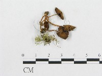 登錄號:F0003528藏品圖，第1張