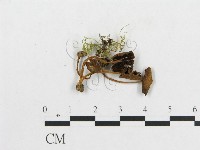 登錄號:F0003528藏品圖，第3張