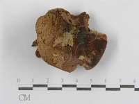 紅菇屬藏品圖，第3張