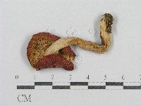 紅菇屬藏品圖，第3張