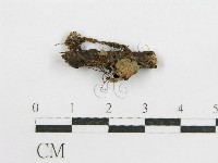 鬼傘屬藏品圖，第3張