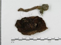 登錄號:F0003534藏品圖，第3張