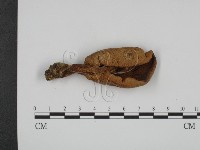 登錄號:F0003536藏品圖，第3張