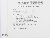 紅菇屬藏品圖，第2張