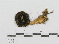 紅菇屬藏品圖，第1張