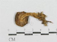 紅菇屬藏品圖，第3張