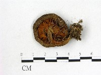 登錄號:F0003538藏品圖，第3張