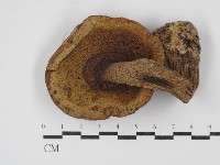 登錄號:F0003540藏品圖，第3張