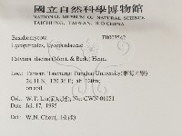 紫色禿馬勃藏品圖，第2張