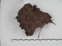 紫色禿馬勃藏品圖，第1張