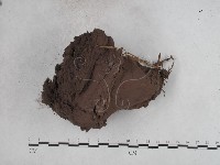 紫色禿馬勃藏品圖，第3張