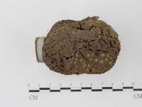 紫色禿馬勃藏品圖，第4張