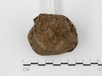 紫色禿馬勃藏品圖，第5張