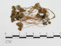 登錄號:F0003543藏品圖，第3張