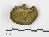 毛木耳藏品圖，第3張