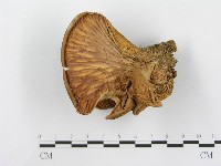 登錄號:F0003545藏品圖，第1張